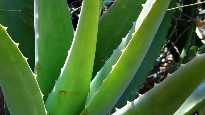 Ventajas y desventajas del aloe vera en las hemorroides Ventajas y desventajas del aloe vera en las hemorroides