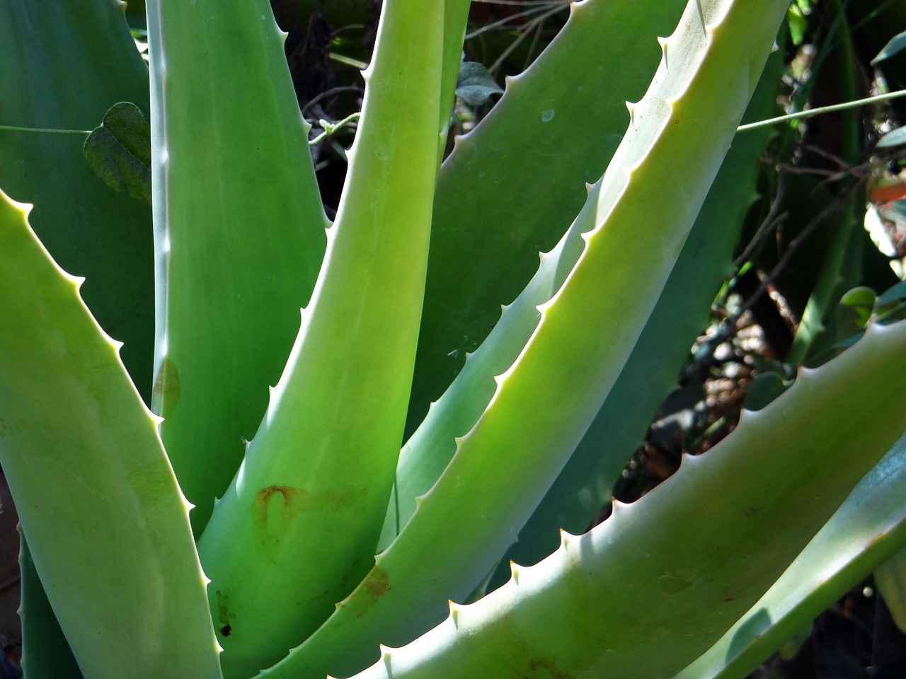 ventajas-y-desventajas-aloe-vera